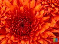 Chrysanthemum.jpg