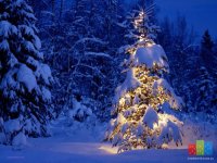 Winter_wallpapers__004554_.jpg