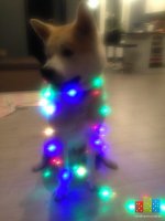 image.jpeg