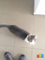 image.jpeg