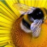 Abeille