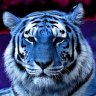 Blue_Tiger