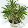 dracena